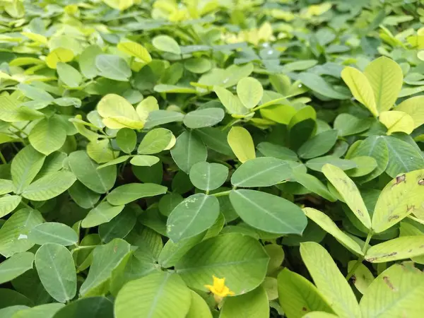 Doğa siteleri, çevre blogları veya sürdürülebilirlik kampanyaları için uygun yeşil yaprakların kapatılması. Arkaplan resimleri veya tanıtım materyalleri için ideal.