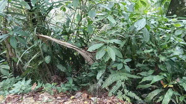 Yeşillik bir ormandaki bitkilerin çeşitliliği. Doğa meraklıları, çevre siteleri, botanik blogları ve çevre dostu kavramlar için ideal.
