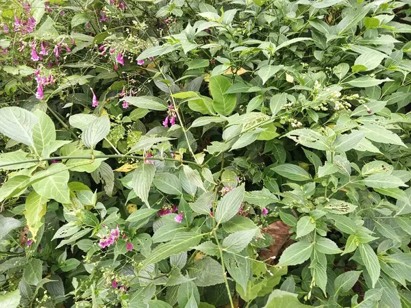 Yeşil yapraklar ve pembe çiçekler sakin doğa sahnesini oluşturur. Doğa temalı tasarımlar, tebrik kartları ve botanik geçmişleri için uygundur..