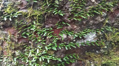 Ağaç gövdesinde yetişen yeşil yosunların arka planını kapat. Doğa ve çevre temaları, orman manzaraları ve tasarım projelerinde çevre dostu kavramlar için uygundur..
