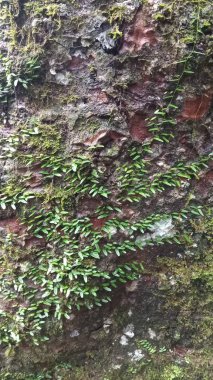 Ağaç gövdesindeki yeşil yosun ve sarmaşıkların portresi, güzel doğa arka planı. Çevre, çevre dostu veya doğal temalı tasarım ve projeler için uygundur.