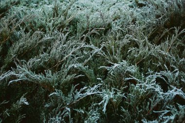 Sonbaharın sonlarında, kış mevsiminde, karın içinde donmuş yeşil ardıç.