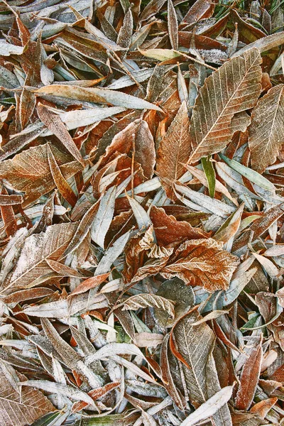 Geada Nos Arbustos Outono Folhas Caídas Grama — Fotografia de Stock