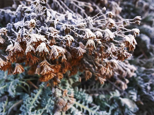 Мороз Кущах Осінньому Опалому Листі Траві — стокове фото
