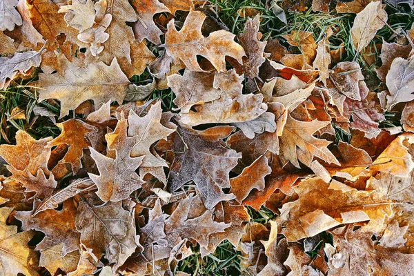 Mróz Krzakach Jesienią Opadające Liście Trawa — Zdjęcie stockowe