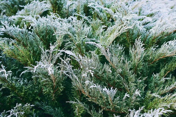 Ginepro Sempreverde Smerigliato Nella Neve Fine Autunno Inverno — Foto Stock