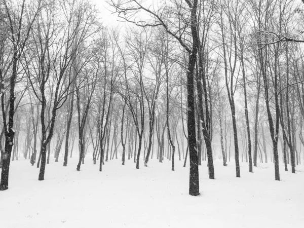 Vue Forêt Hivernale Paysage Monochrome — Photo