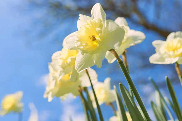 Nahaufnahme Weißer Und Gelber Narzissen Frühling Sonniger Tag Unten Blick — Stockfoto