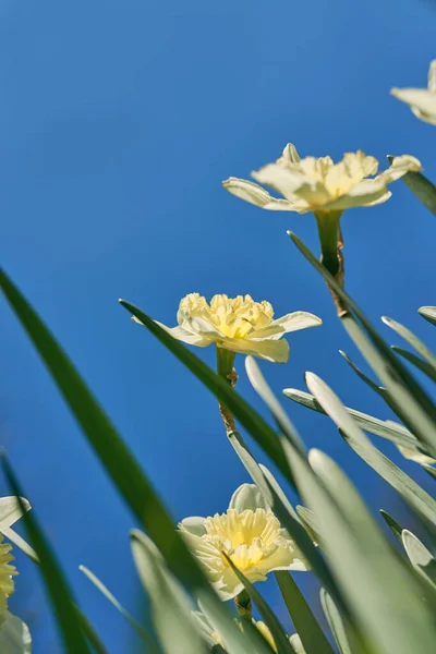 Cerrar Los Narcisos Blancos Amarillos Primavera Día Soleado Vista Inferior — Foto de Stock