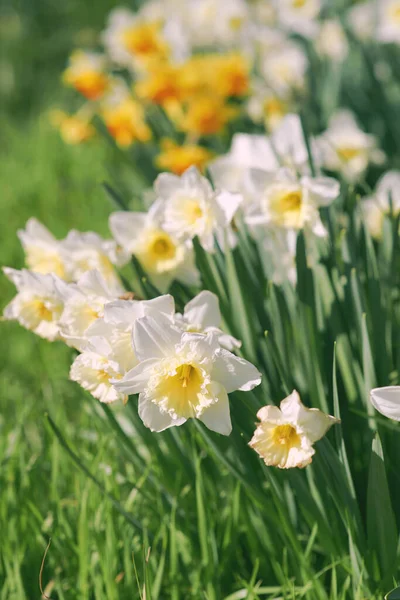 Feld Der Weißen Und Gelben Narzissen Frühling Sonnigen Tag — Stockfoto