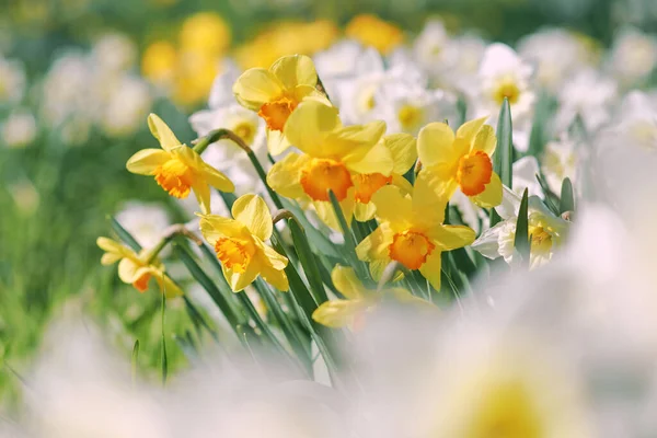 Campo Narcisos Brancos Amarelos Dia Ensolarado Primavera — Fotografia de Stock
