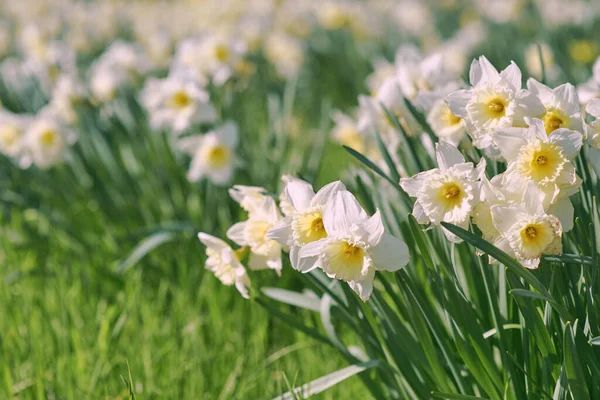 Baharın Güneşli Günlerinde Beyaz Sarı Nergis Tarlaları — Stok fotoğraf