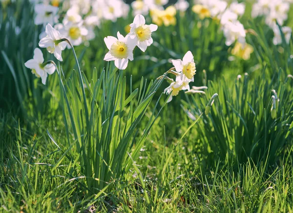 Feld Der Weißen Und Gelben Narzissen Frühling Sonnigen Tag — Stockfoto