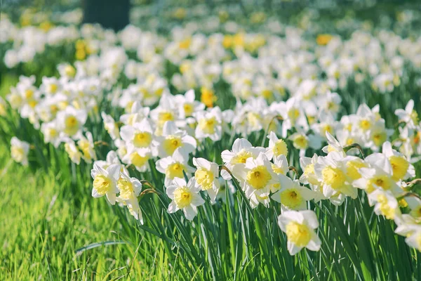 春光明媚的日子里 一片片白色和黄色的水仙花 — 图库照片
