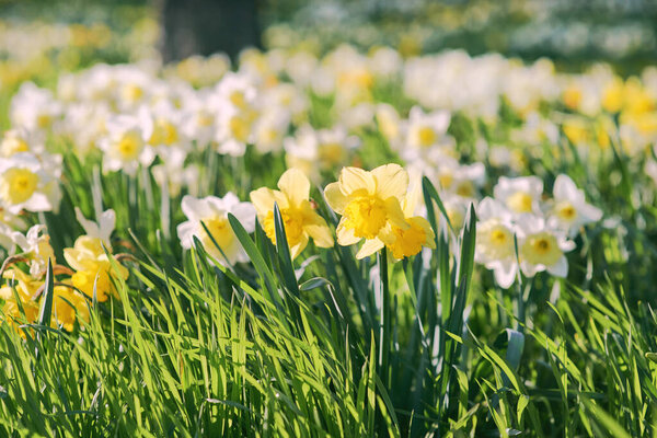 field of white and yellow daffodils in spring sunny day
