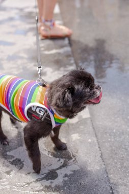 LGTQI + elbiseli bir köpek. Esch-Sur-Alzette, Lüksemburg - 8 Temmuz 2023 - Lüksemburg Gururu. Eşitlik Marşı.