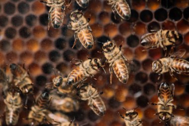 Bal peteği ve arı sürüsü olan bir arı kovanına yakın çekim.