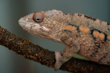 Dokulu bir dala tünemiş bukalemunun yakın plan görüntüsü..