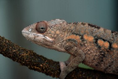 Dokulu bir dala tünemiş bukalemunun yakın plan görüntüsü..