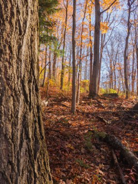 New England parkında manzaralı bir sonbahar.