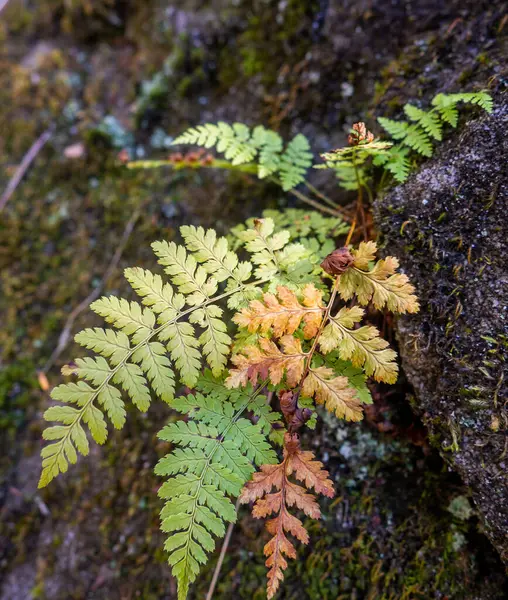 Ormanda Sonbahar Eğreltiotu Yakın Çekim — Stok fotoğraf