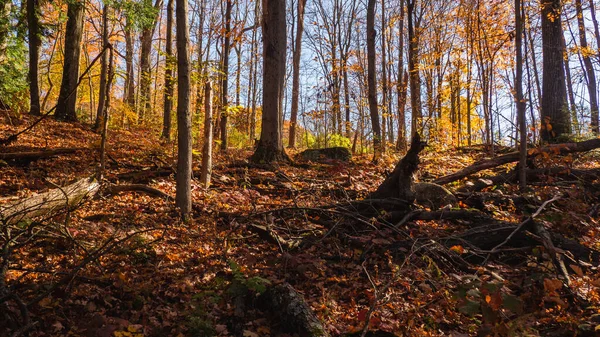 New England parkında manzaralı bir sonbahar.