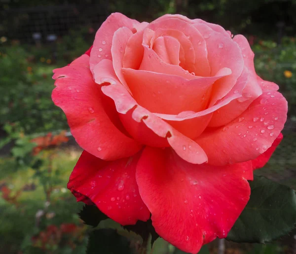 Rosa Rosenblütenmakro Aus Nächster Nähe Foto Hoher Qualität — Stockfoto