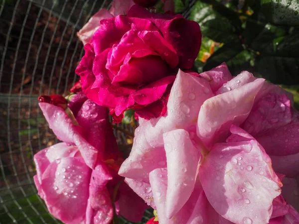 분홍색 장미꽃 매크로가 가까이 있습니다 고품질 — 스톡 사진