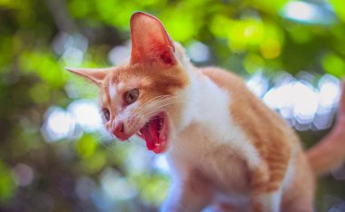 Bebek Kedi 124; Felis Catus