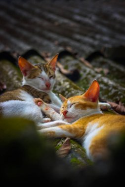 Bebek Kedi 124; Felis Catus