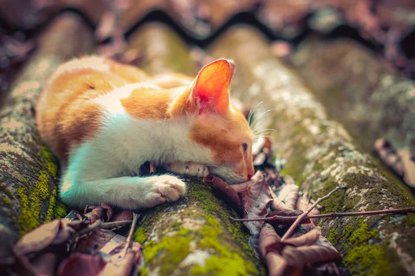 Baby Cat Felis Catus — Stock Photo, Image