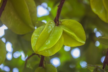 Yıldız meyvesi olarak da bilinen Carambola, Güneydoğu Asya 'ya özgü bir ağaç türü olan Averrhoa Carambola' nın meyvesidir..