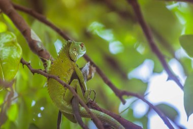 Doğu Bahçe Kertenkelesi (