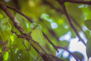 Doğu Bahçe Kertenkelesi (