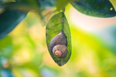  Yaprak üzerinde salyangoz, Gastropoda, salyangoz, gevşek terimlerle, kabuklu bir gastropoddur. Bu isim çoğunlukla kara salyangozlarına, karasal pulmonat gastropod yumuşakçalarına uygulanır..