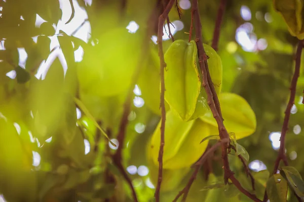 stock image Carambola, also known as star fruit, is the fruit of Averrhoa carambola, a species of tree native to tropical Southeast Asia.