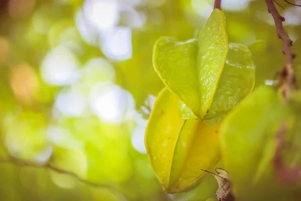 stock image Carambola, also known as star fruit, is the fruit of Averrhoa carambola, a species of tree native to tropical Southeast Asia.