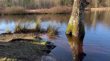 Güzel göl manzarasının panoramik manzarası, çam ağacı manzarası ve göl manzarası, çam ağaçlarıyla dolu bir orman gölünde mavi su, sakin göldeki ağaçların yansıması. 