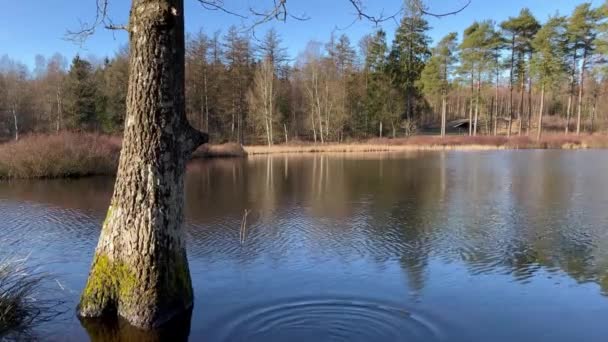 美丽的湖景全景 松树和水库的湖景全景 松树林湖中的蓝水 平静湖中的树木倒影 — 图库视频影像