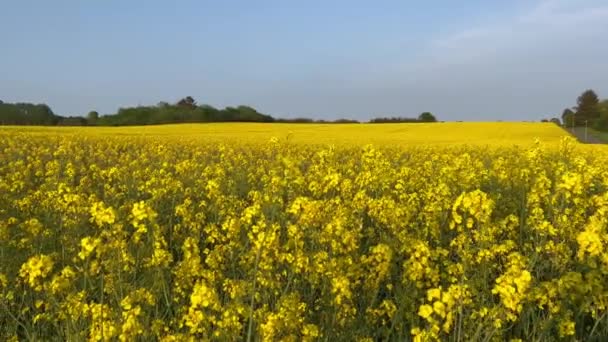 コルザ菜種のフィールド黄色の花と青空 ウクライナの国旗の色 ウクライナの農業のイラスト 花と黄色のフィールド サマー プレーリー 春の花 美しい黄色の花 — ストック動画