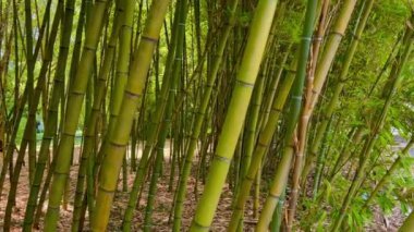 Bali 'deki bambu ormanı. Tropikal Ubud, Bali ve Endonezya 'da bambu ağaçları ormanı. Bali 'deki pirinç tarlalarında tropik orman manzaralı yeşil orman. Ormanda bambu yetişiyor. Bali 'deki Bambu Ormanı 