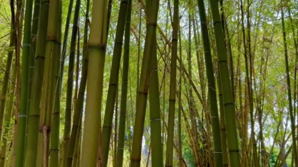 Bosque Bambú Bali Selva Árboles Bambú Ubud Tropical Bali Indonesia — Vídeos de Stock