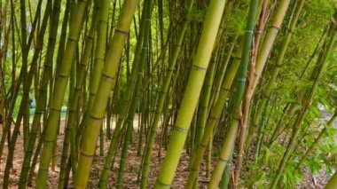 Bali 'deki bambu ormanı. Tropikal Ubud, Bali ve Endonezya 'da bambu ağaçları ormanı. Bali 'deki pirinç tarlalarında tropik orman manzaralı yeşil orman. Ormanda bambu yetişiyor. Bali 'deki Bambu Ormanı 