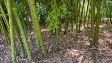 Bali 'deki bambu ormanı. Tropikal Ubud, Bali ve Endonezya 'da bambu ağaçları ormanı. Bali 'deki pirinç tarlalarında tropik orman manzaralı yeşil orman. Ormanda bambu yetişiyor. Bali 'deki Bambu Ormanı 