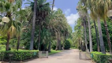 Bali adasındaki orman. Tropikal Ubud, Bali ve Endonezya 'da palmiye ormanları. Bali 'deki pirinç tarlalarında tropik orman manzaralı yeşil orman. Tropikal ağaçlı orman ormanı. Macera 