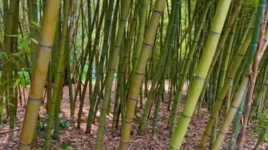 Bali 'deki bambu ormanı. Tropikal Ubud, Bali ve Endonezya 'da bambu ağaçları ormanı. Bali 'deki pirinç tarlalarında tropik orman manzaralı yeşil orman. Ormanda bambu yetişiyor. Bali 'deki Bambu Ormanı 