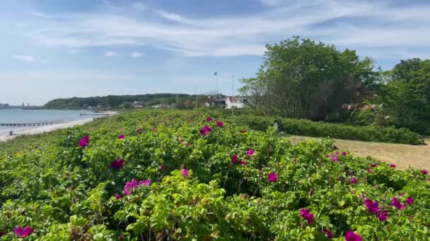 Schöne Dänische Küstenlandschaft Sommer Dänische Küste Dünengräser Säumen Die Küste — Stockvideo