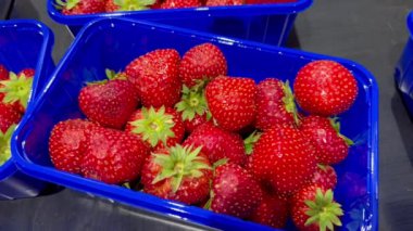 Taze çileklerin seçmeli odak noktası. Pazarda satılmayı bekleyen kağıt bir tepside düzenlenmiş. Plastik kutuda dükkandan alınmış büyük olgun çilekler. Konteynırda süpermarketten çilekler