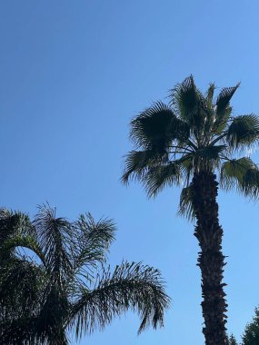 Mavi gökyüzüne ve beyaz bulutlara karşı yeşil palmiye ağaçları. Parlak mavi gökyüzü olan tropik orman ormanı. Moda, seyahat, yaz, tatil ve tropik plaj konsepti. Yaz seyahati. Kaliforniya palmiye ağaçları.