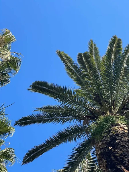 Green palm trees against blue sky and white clouds. Tropical jungle forest with bright blue sky. Fashion, travel, summer, vacation and tropical beach concept. Summer traveling. California palm trees.